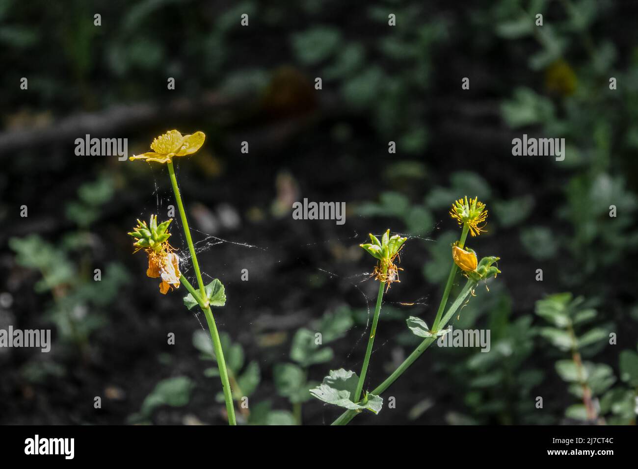 closeup of wild marsh marigold (Caltha palustris) first wild edible plants of spring Stock Photo
