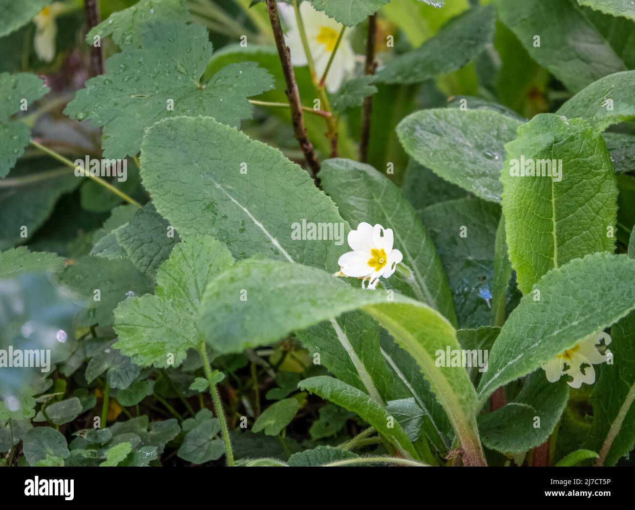 close up of wild primrose flowers (Primula vulgaris) in early summer bloom Stock Photo