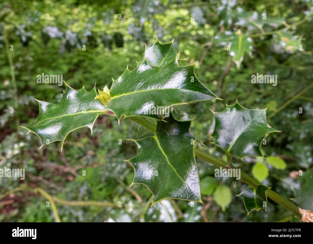 close up of dark green waxy pointed holly leaves (Ilex) Stock Photo