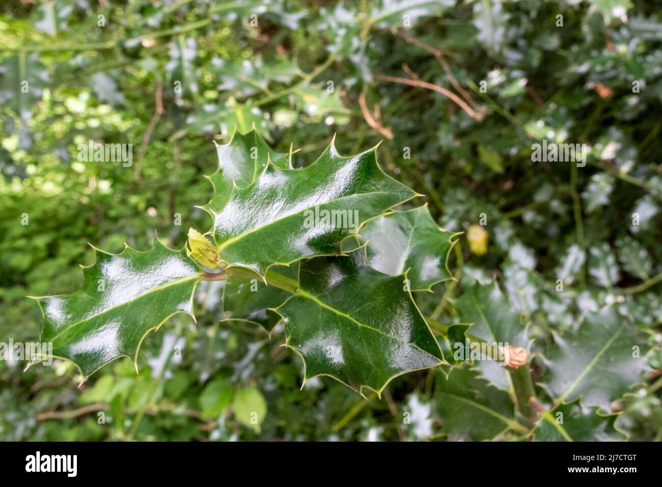 close up of dark green waxy pointed holly leaves (Ilex Stock Photo Alamy