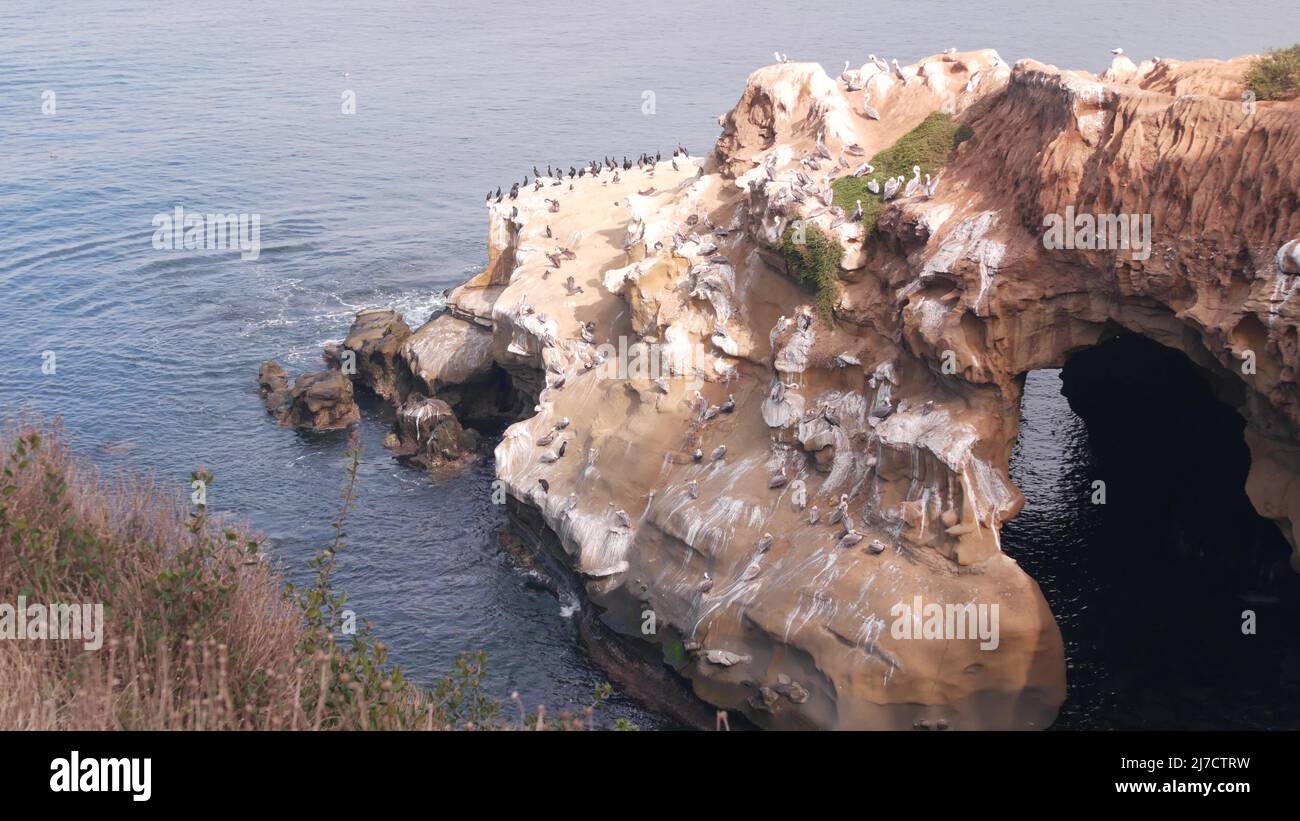 Colony of brown pelican, flock of wild pelecanus, many birds nesting, La Jolla cove cave, San Diego, California ocean coast, USA. Cliff with arch in sea water. Group of wild animals, rock with cavern. Stock Photo