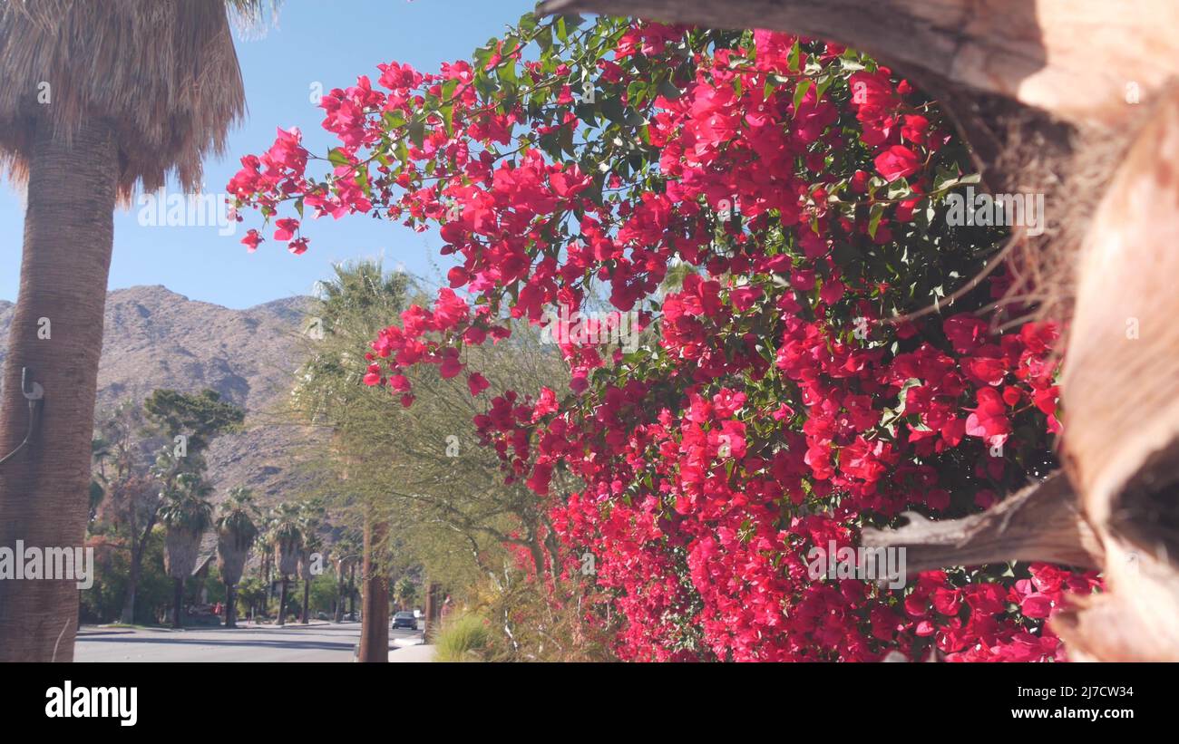 Palm trees, bougainvillea red flowers bloom or blossom, mountains or