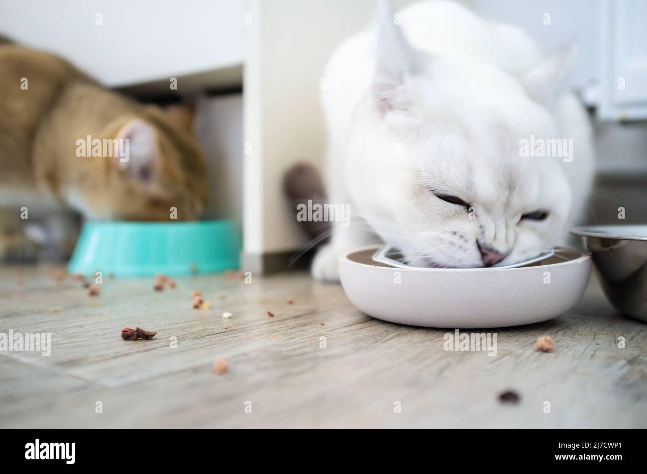 Two hungry cats in appetite eat from a bowl of delicious pate for
