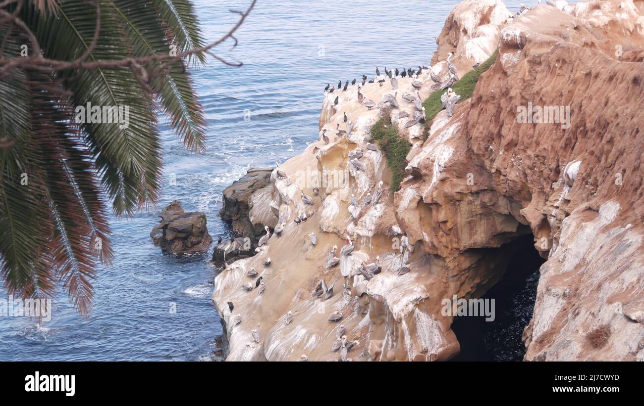 Colony of brown pelican, flock of wild pelecanus, many birds nesting, La Jolla cove cave, San Diego, California ocean coast, USA. Cliff with arch in sea water. Group of wild animals, rock with cavern. Stock Photo