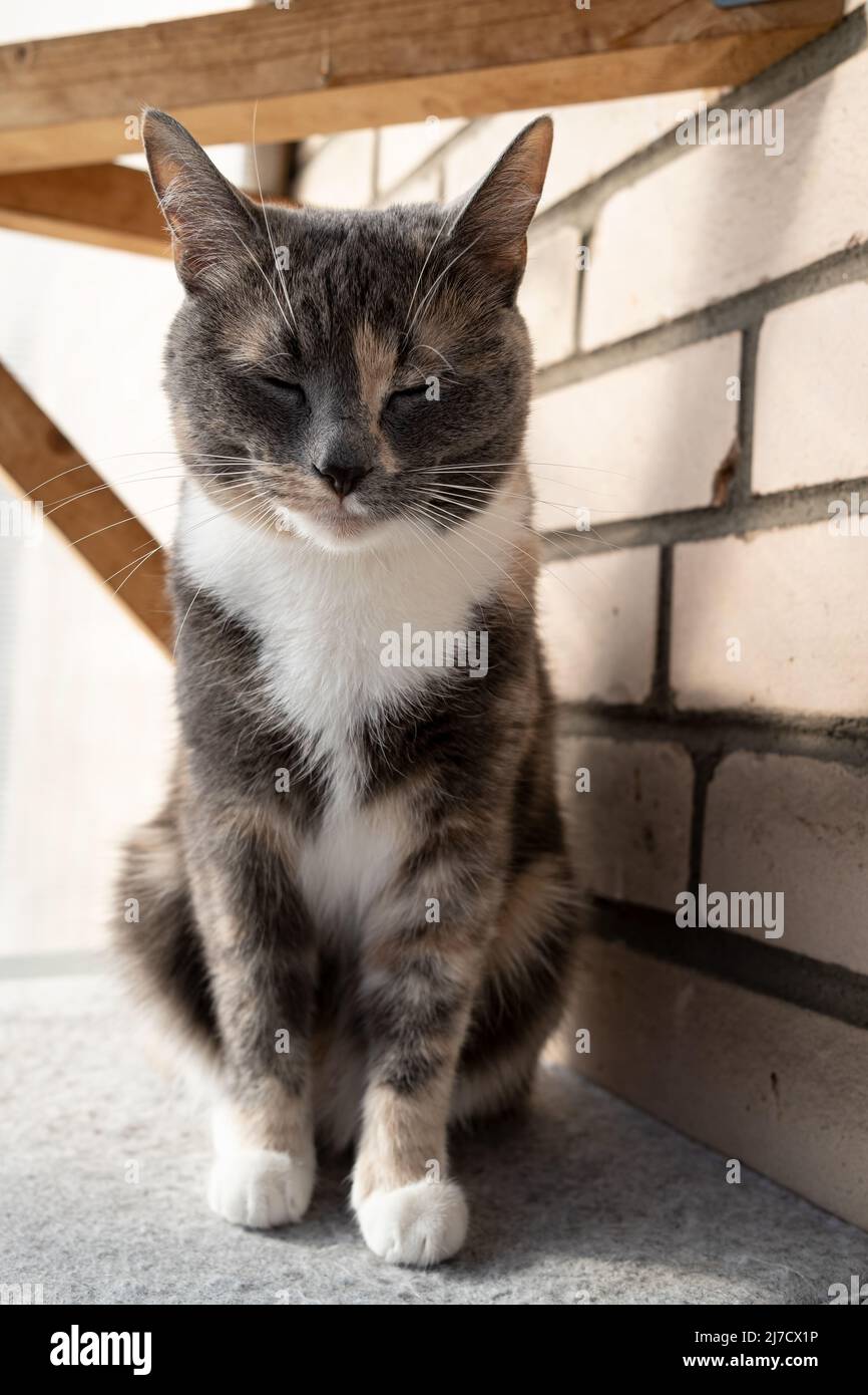 Slumbering cat sits on a felt mat with its eyes closed, on a balcony, against a brick wall.  Stock Photo