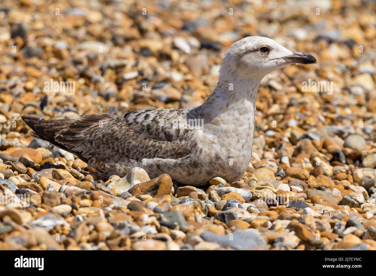 Juvenile herring gull (Larus argentatus) sitting on pebbled beach belly