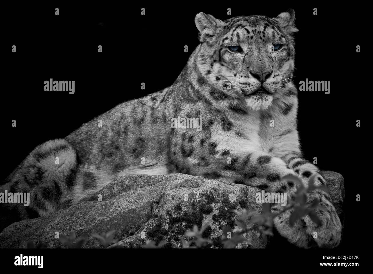 Snow leopard (Panthera uncia) lying on a rock and isolated on a dark black background Stock Photo