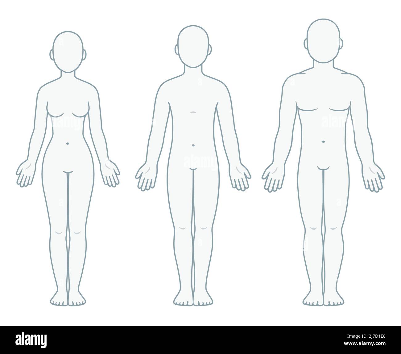 Adult male, female and unisex body chart, front view. Blank adult human ...