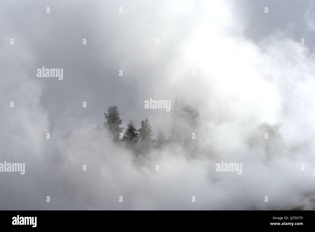 Steam and mist shroud pine trees by Firehole river.in Yellowstone National Park. The river water gets continual hot geyser runoff. Stock Photo