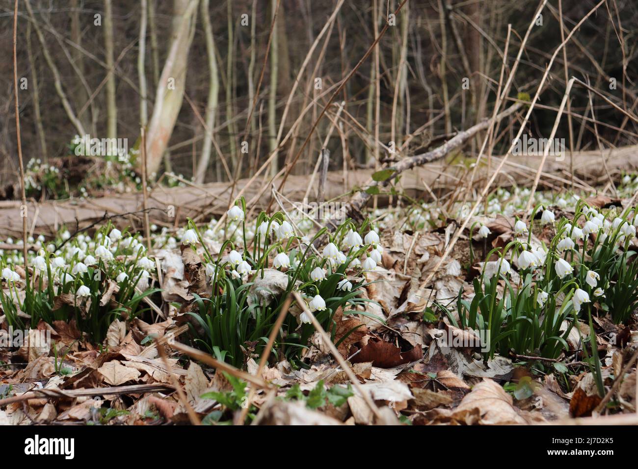 Leucojum vernum (spring snowflake) plant blooming in early spring Stock ...