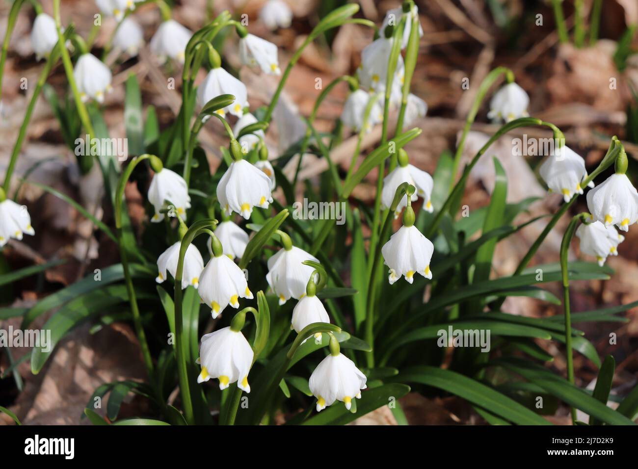 Leucojum Vernum Spring Snowflake Plant Blooming In Early Spring Stock Photo Alamy