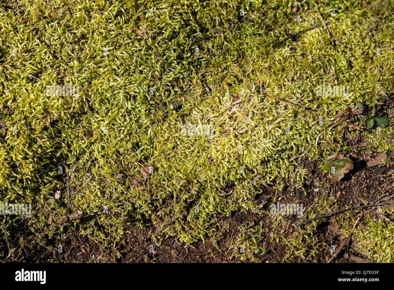 Texture of green moss. Abstract background of outdoor plants in the nature. Woodland environment with plants that are growing in humid areas. Stock Photo