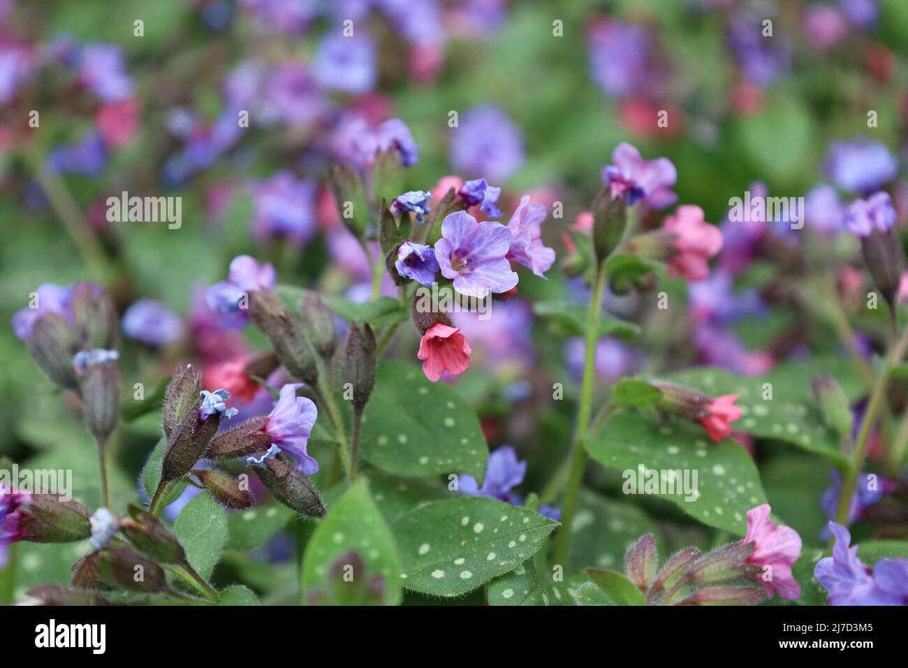 Blossom of bright Pulmonaria in spring. Lungwort. Flowers of different shades of violet in one inflorescence. Honey plant. The first spring flower Stock Photo