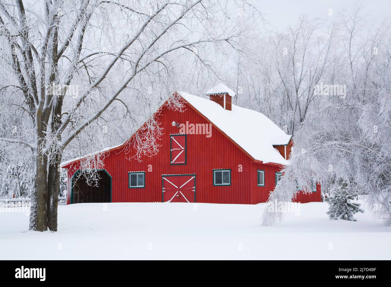 Red wood plank barn and frost covered trees in winter, Eastern Townships, Quebec, Canada Stock