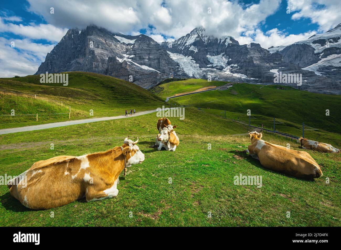 Cows grazing on the green mountain pasture and great view with high mountains in background, Grindelwald, Bernese Oberland, Switzerland, Europe Stock Photo