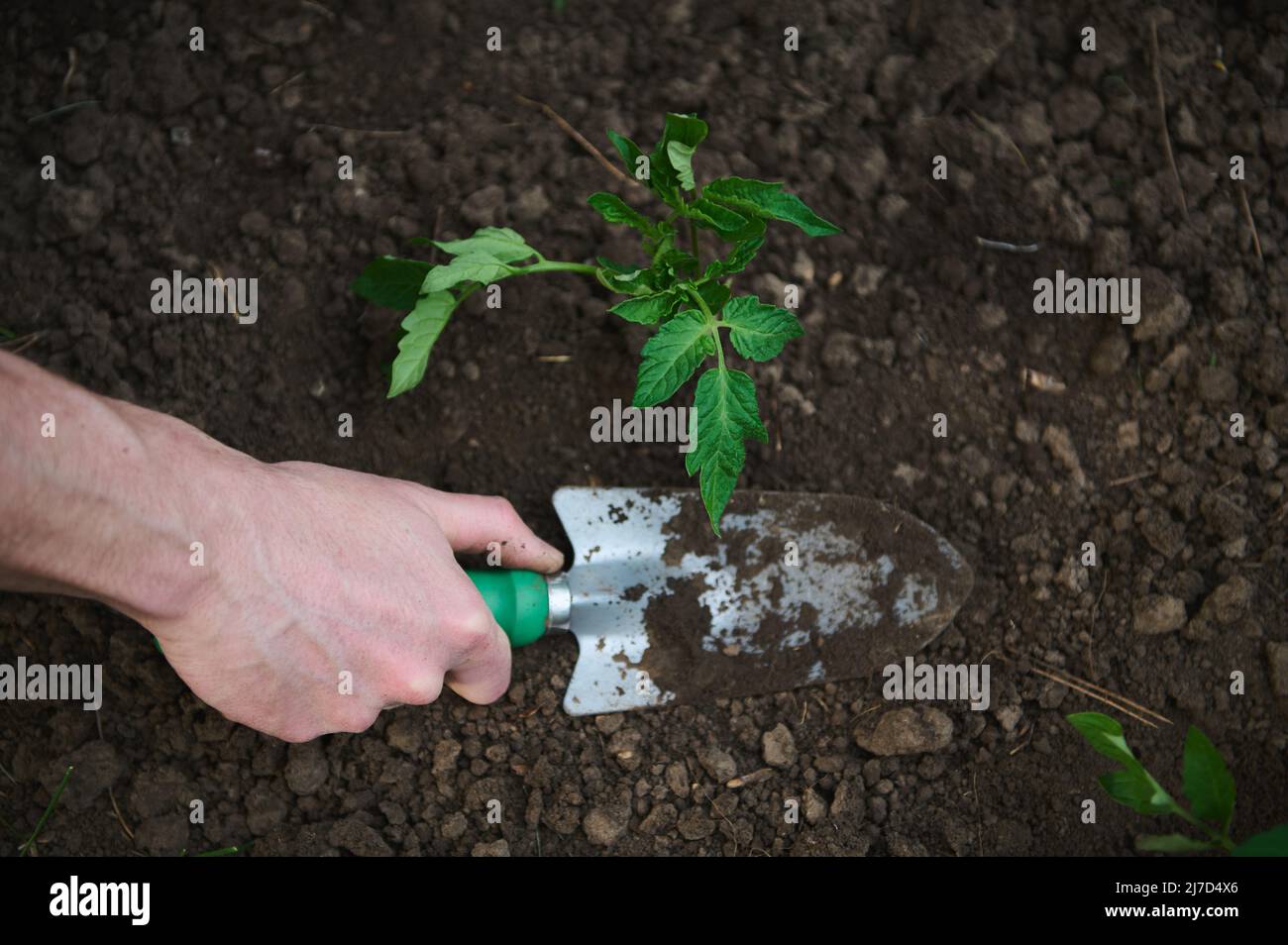 Close-up gardener's hand using a garden shovel digs the ground near tomato seedlings planted in black soil in a flowerbed in the open field in the veg Stock Photo