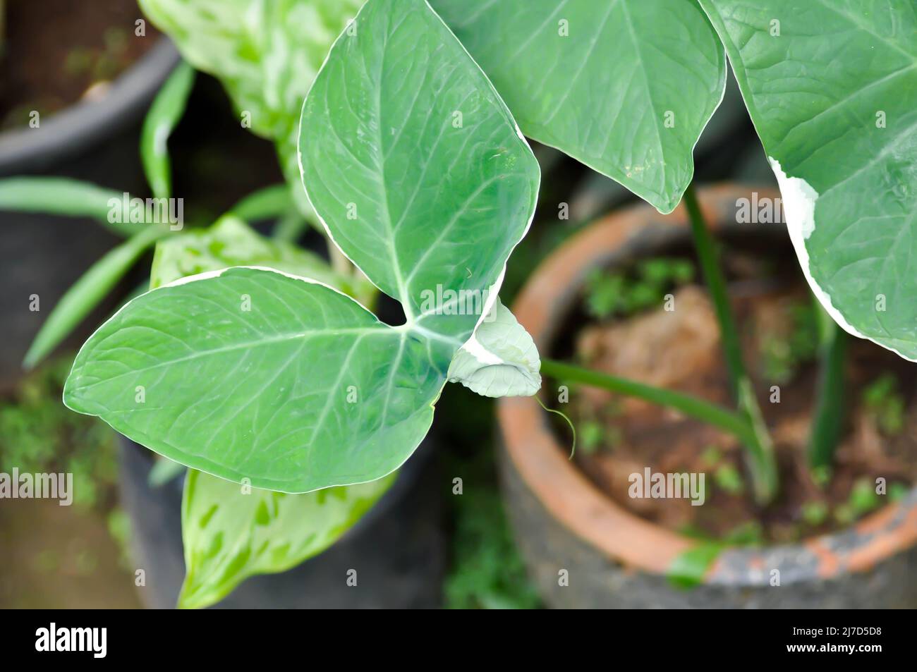 Albomarginata, Araceae or Schott or Xanthosoma sagittifolium or XANTHOSOMA or Mickey Mouse Plant in the flowerpot Stock Photo