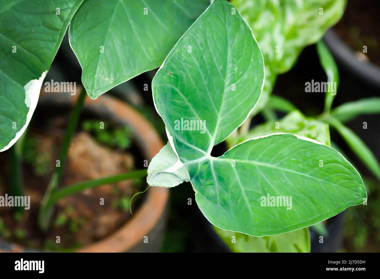 Albomarginata, Araceae or Schott or Xanthosoma sagittifolium or XANTHOSOMA or Mickey Mouse Plant in the flowerpot Stock Photo