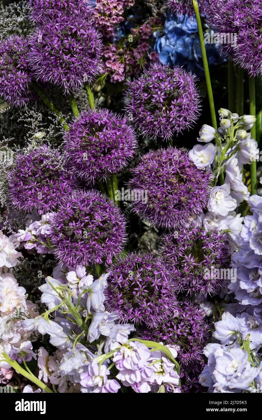 Purple Balls of Allium Stock Photo