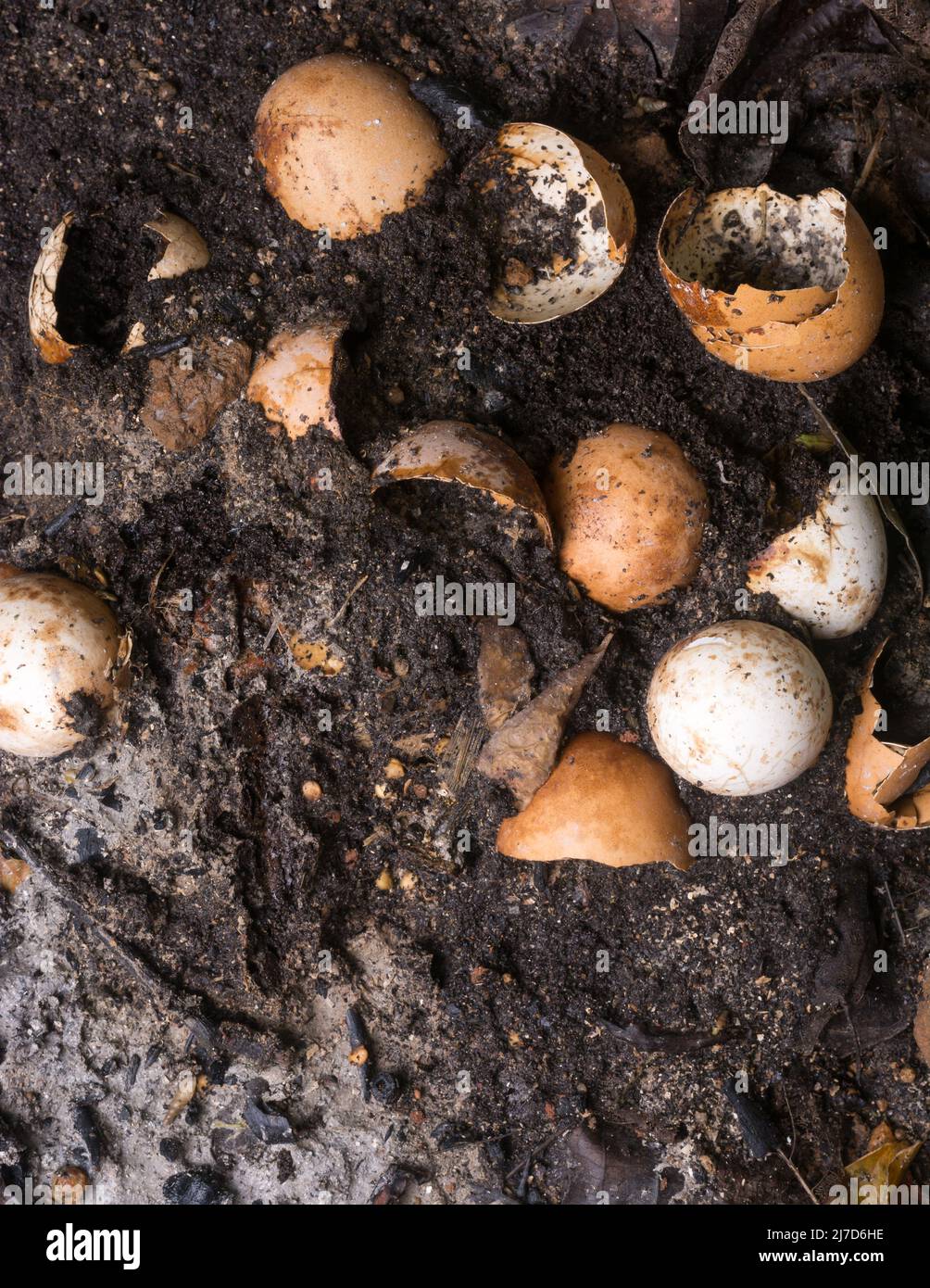 egg shells mixed with garden soil to provide nutrients for plants, food waste used as organic fertilizer, environmental and gardening concept Stock Photo
