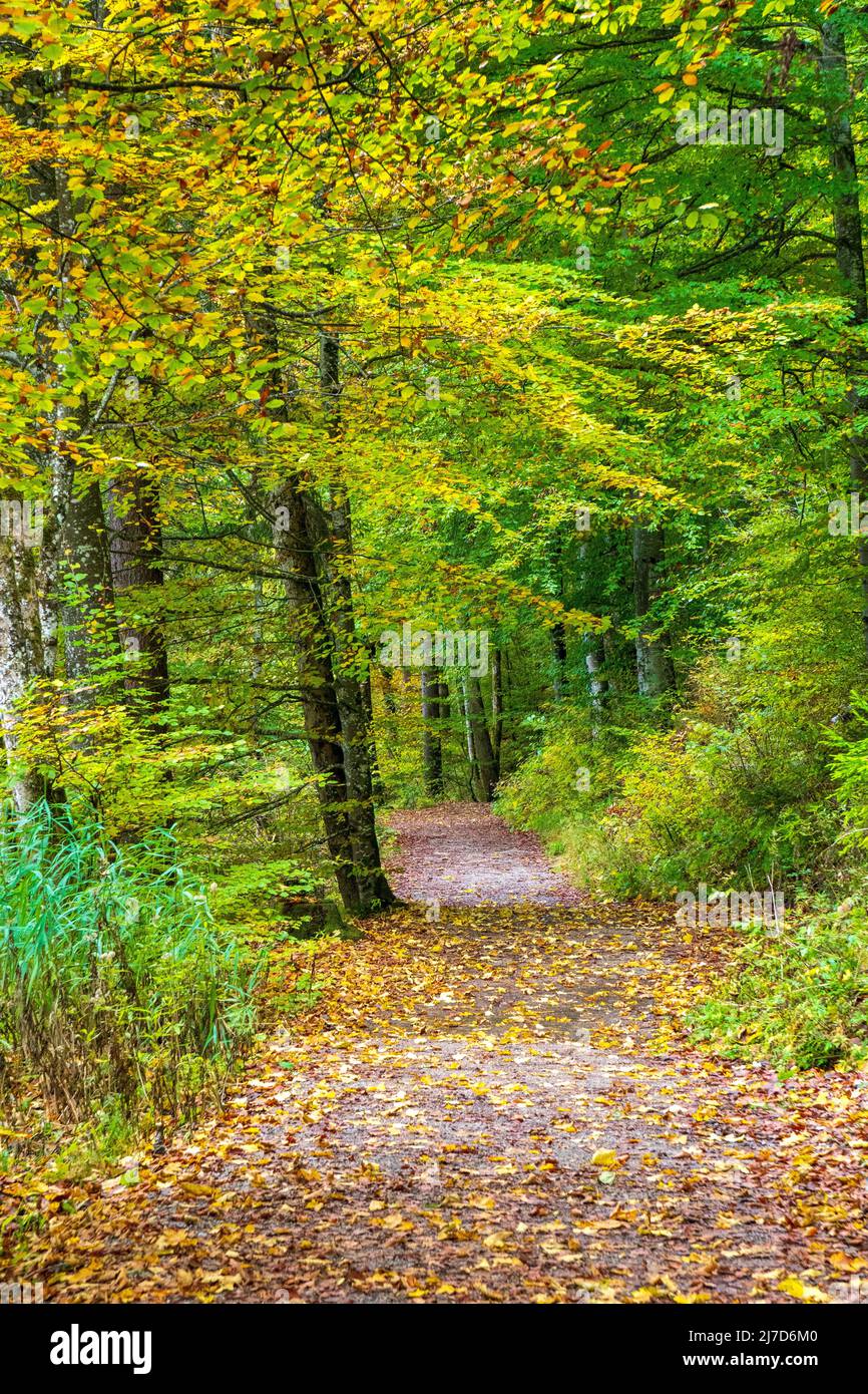 Deciduous trees in forest hi-res stock photography and images - Alamy
