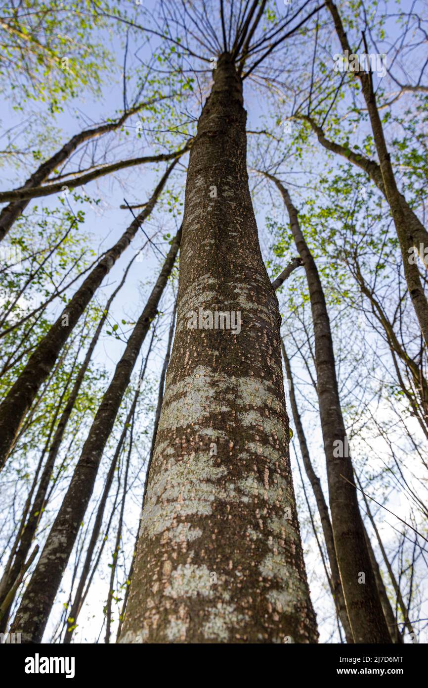 Midlands Forest Alder woods National Forest East Midlands Stock Photo - Alamy