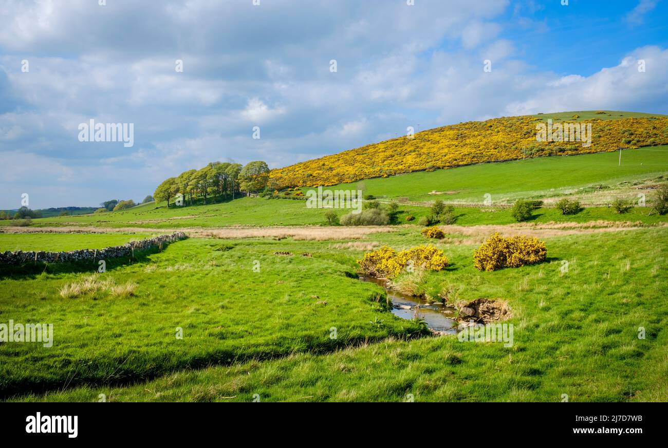 Spring landscape in South Lanarkshire, Scotland near the village of Carmichael. Stock Photo