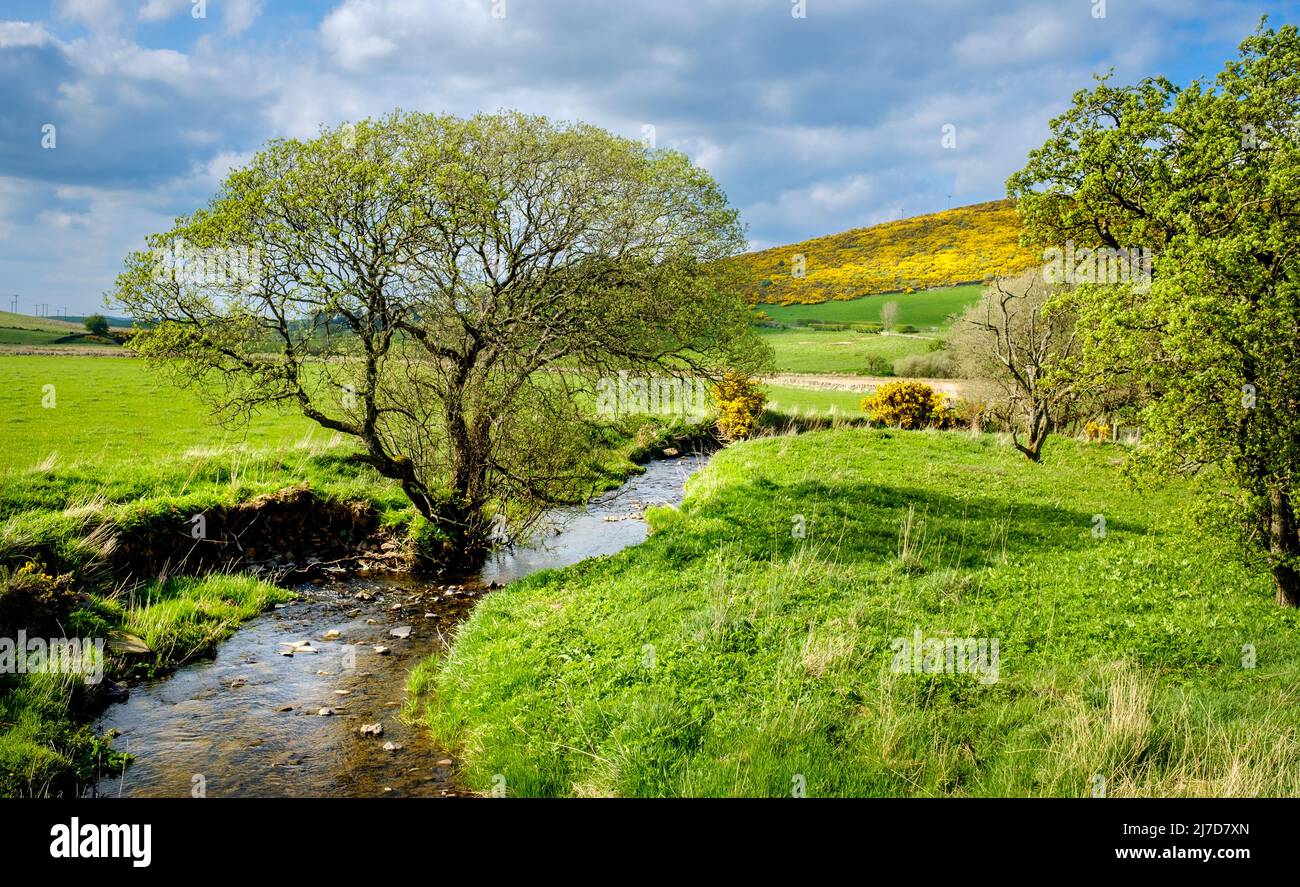 Spring landscape in South Lanarkshire, Scotland near the village of Carmichael. Stock Photo