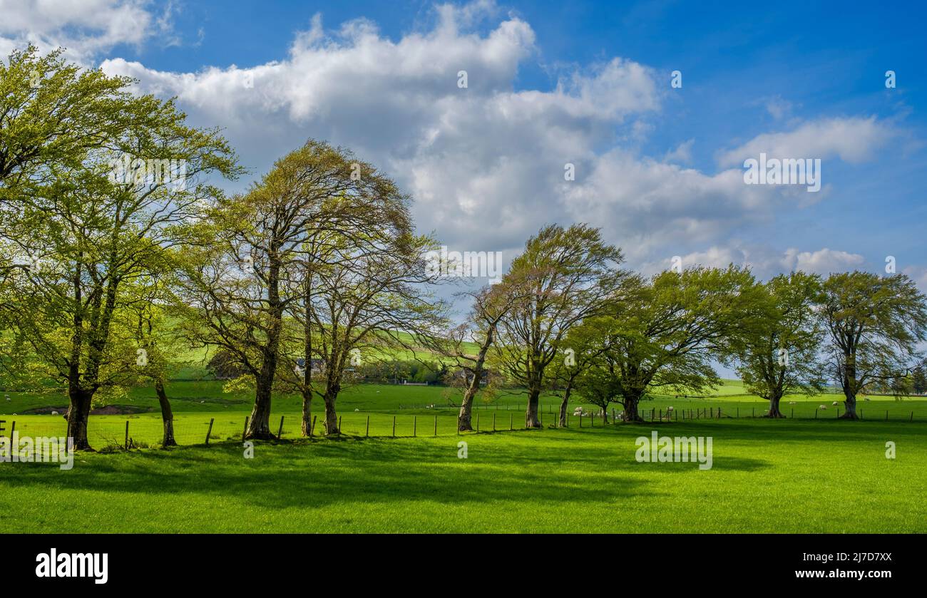 Spring landscape in South Lanarkshire, Scotland near the village of
