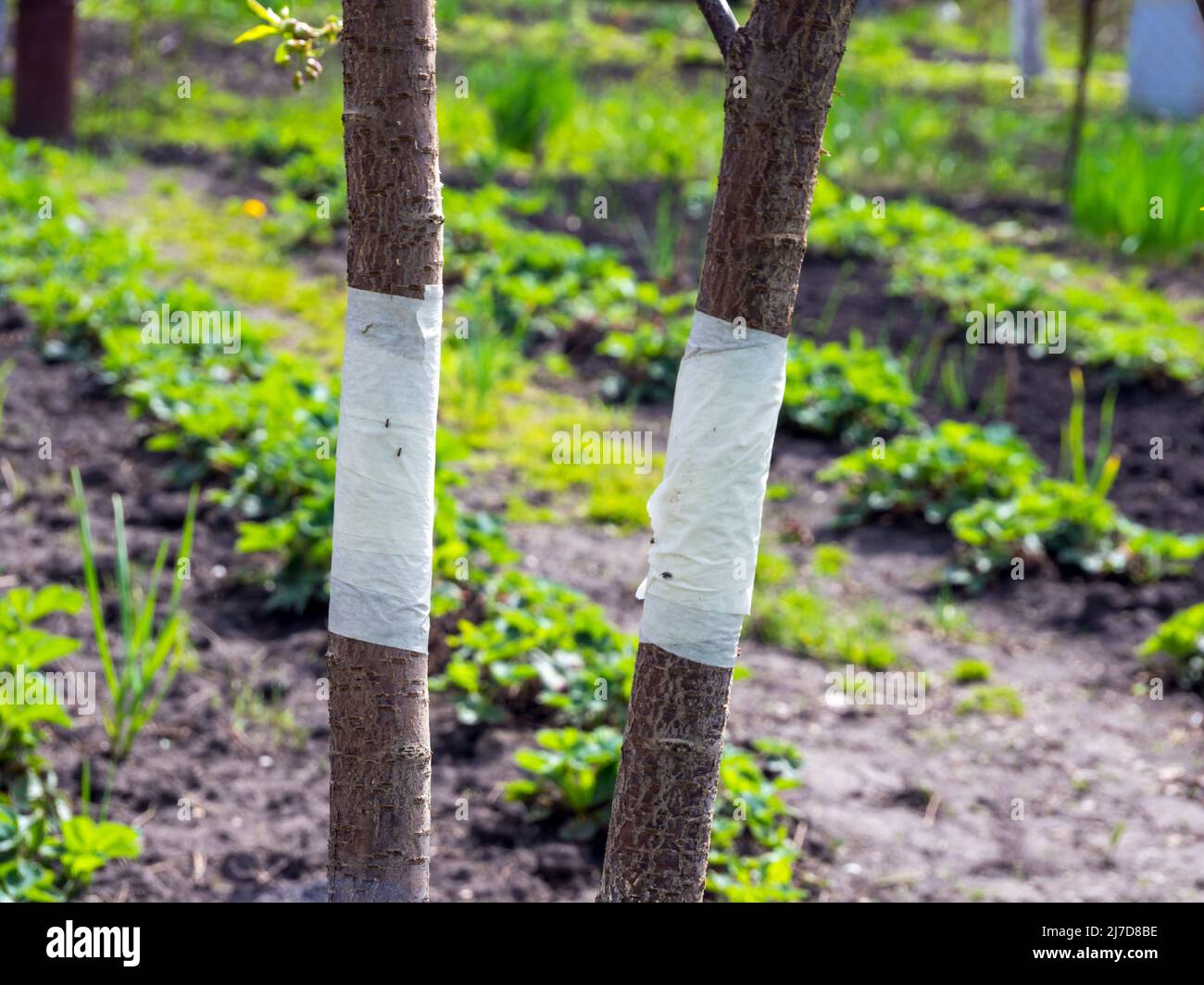 Masking tape on a tree trunk as a trapping belt Stock Photo - Alamy