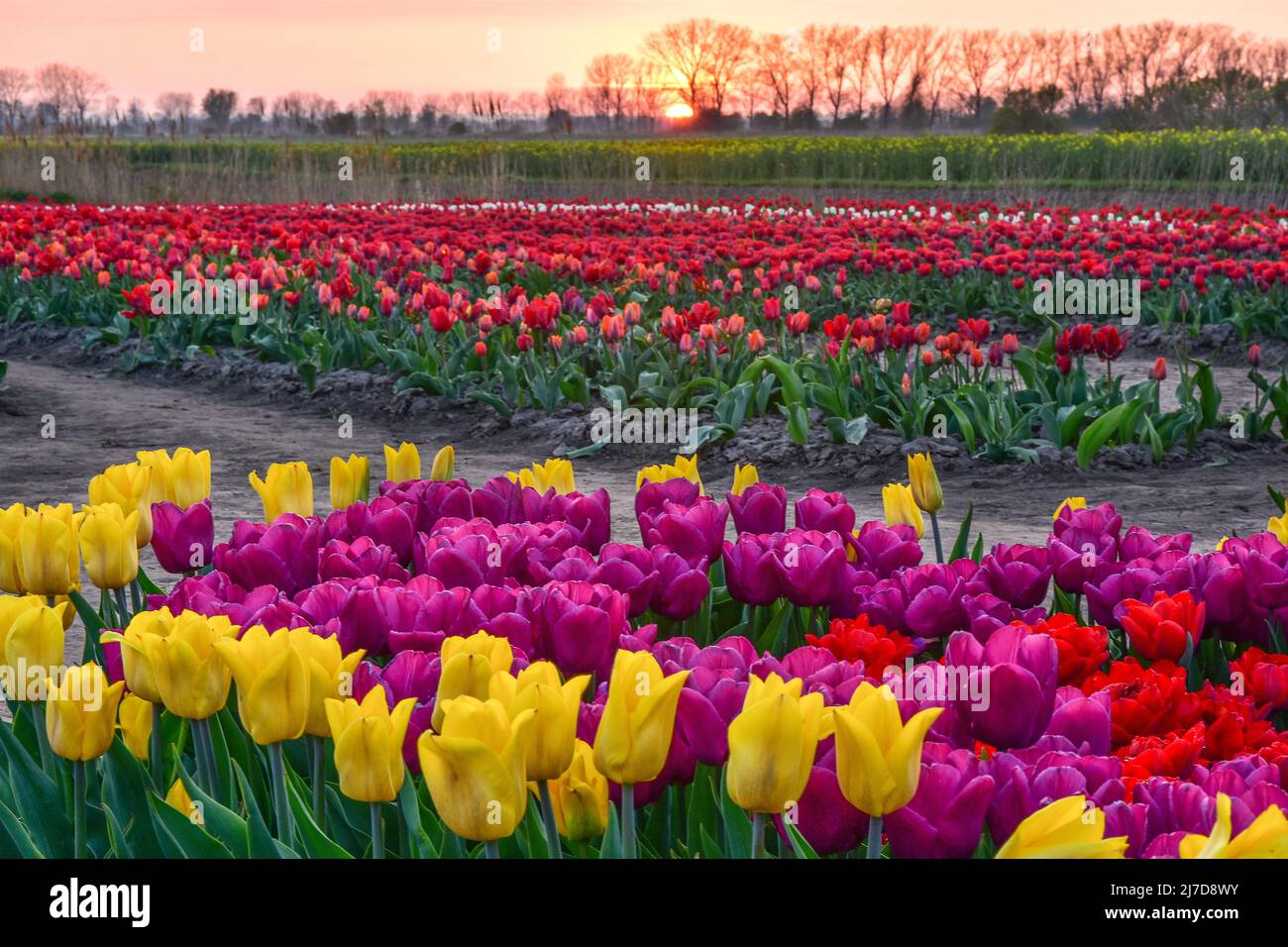 beautiful field of tulips, different colors of flowers, sunset Stock ...