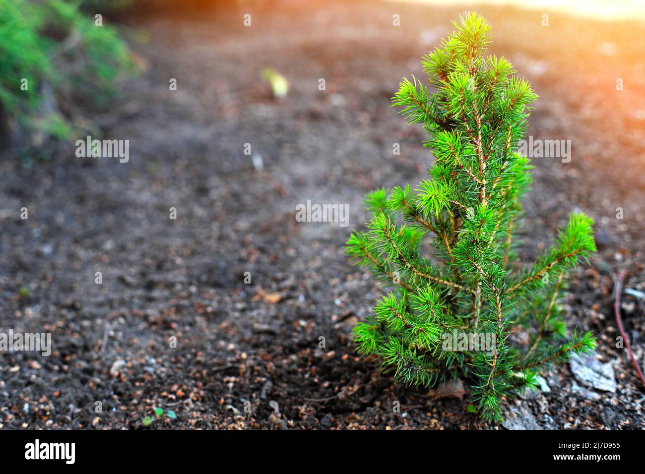 Seedling of young green spruce or fir grows from ground. Care for nature and ecology. cultivation of trees. Background with space to copy. Stock Photo