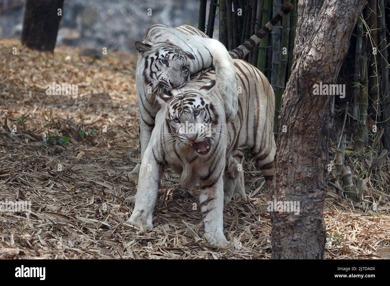 May 8, 2022, Chennai, Tamil Nadu, India: White tigers are seen playing inside the fence on a hot summer day at Arignar Anna Zoological Park in Chennai. (Credit Image: © Sri Loganathan/ZUMA May 8, 2022, Chennai, Tamil Nadu, India: White tigers are seen playing inside the fence on a hot summer day at Arignar Anna Zoological Park in Chennai. (Credit Image: © Sri Loganathan/ZUMA