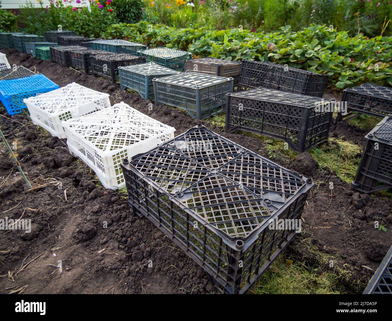 Plastic boxes cover young plants Stock Photo Alamy