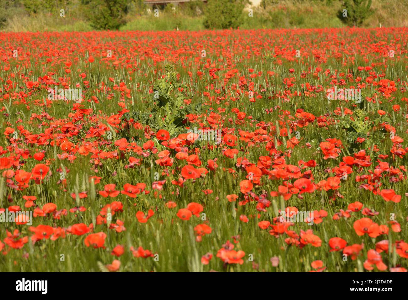 Field in luberon hi-res stock photography and images - Alamy