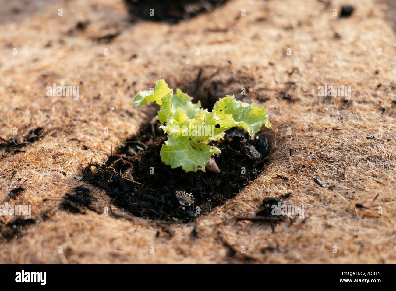 Iceberg lettuce in a raised bed with a jute fleece mat to supress weed growth. Stock Photo