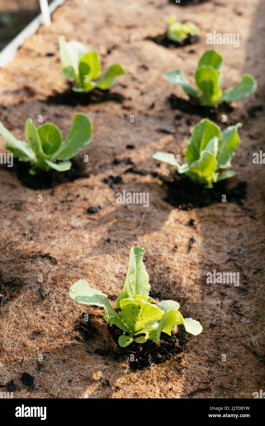Lettuces in a raised bed with a jute fleece mat to supress weed growth. Stock Photo