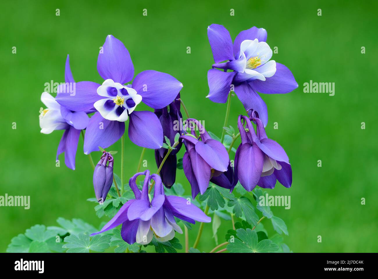 Aquilegia caerulea, columbine plant, closeup. Blue white flowers with buds and leaves. Blurred natural green background, copy space. Trencin, Slovakia Stock Photo