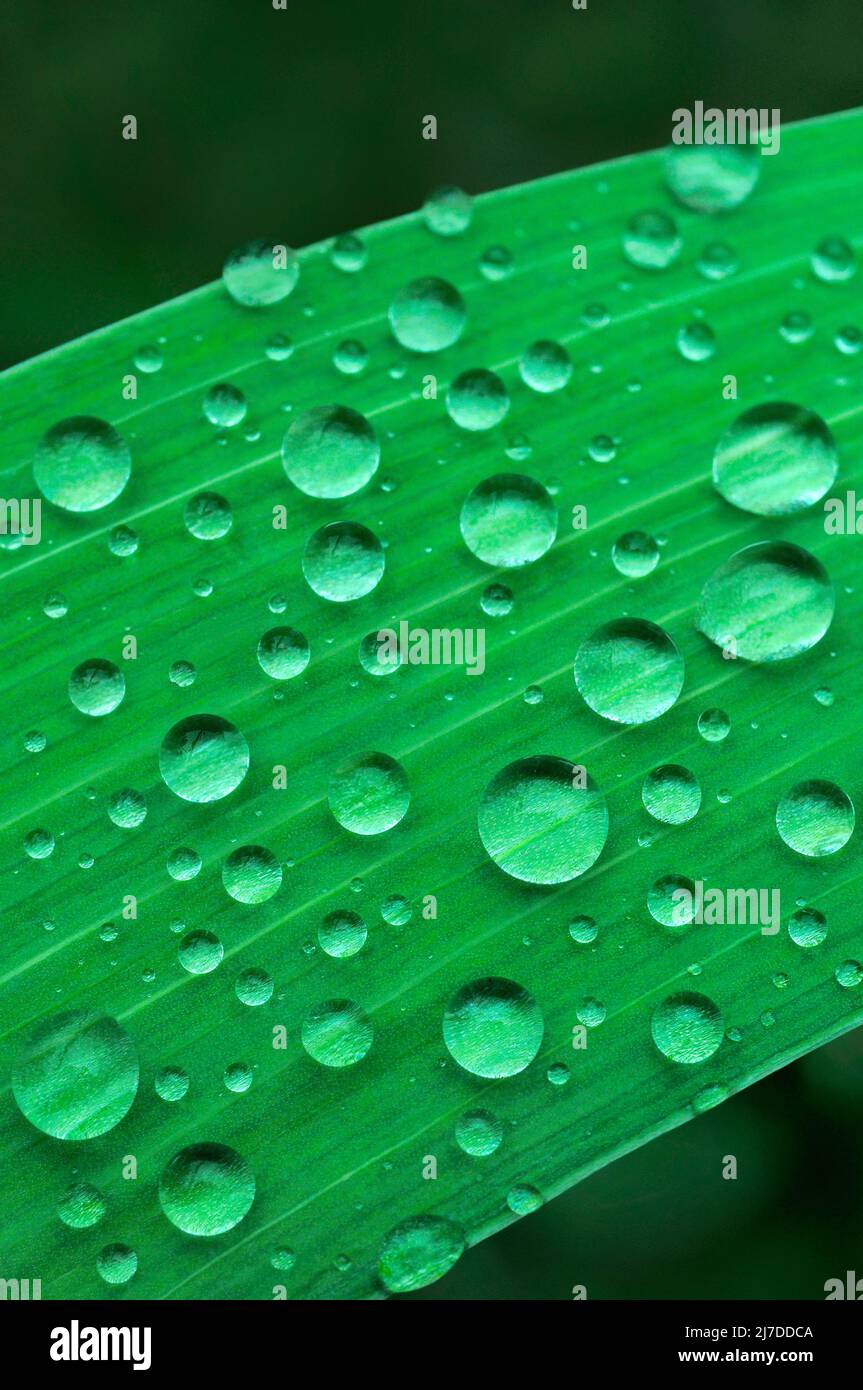 Raindrops on an Iris leaf Stock Photo
