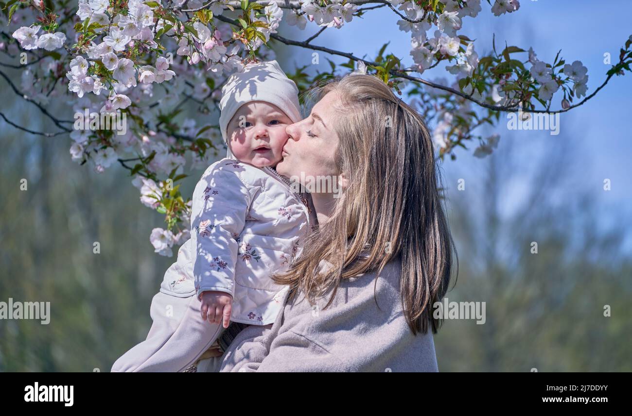 Mother kissing her small baby girl under the blooming sakura in Riga. Stock Photo