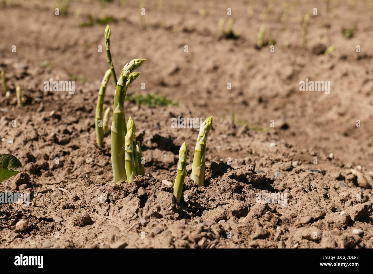 Green asparagus shoots on a field near Petershagen in East-Westphalia (Germany) Stock Photo