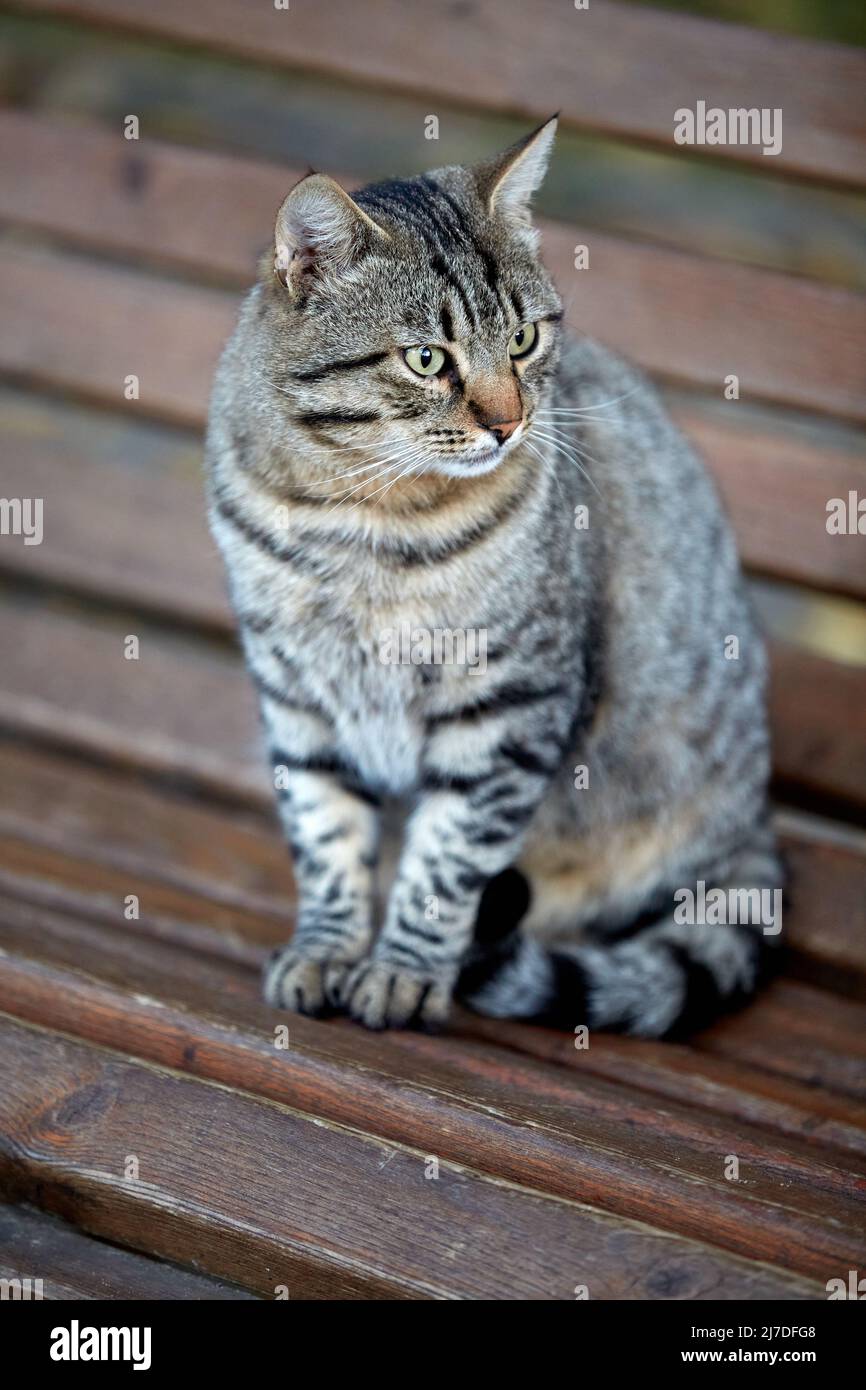 Cute tabby cat sits on a wooden bench in the park Stock Photo - Alamy