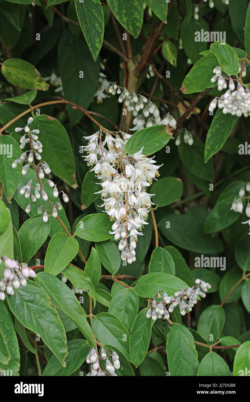 Single flowered, Deutzia scabra, panicle of white flowers with a blurred background of leaves and more panicles. Stock Photo