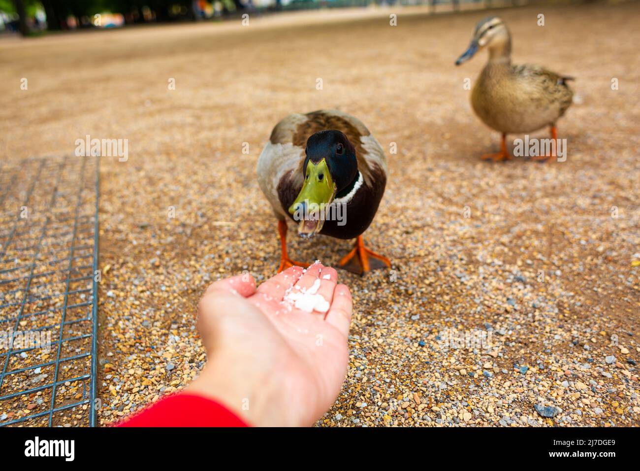 A man feeds a duck from his hands in a city park. The funny duck cheers ...