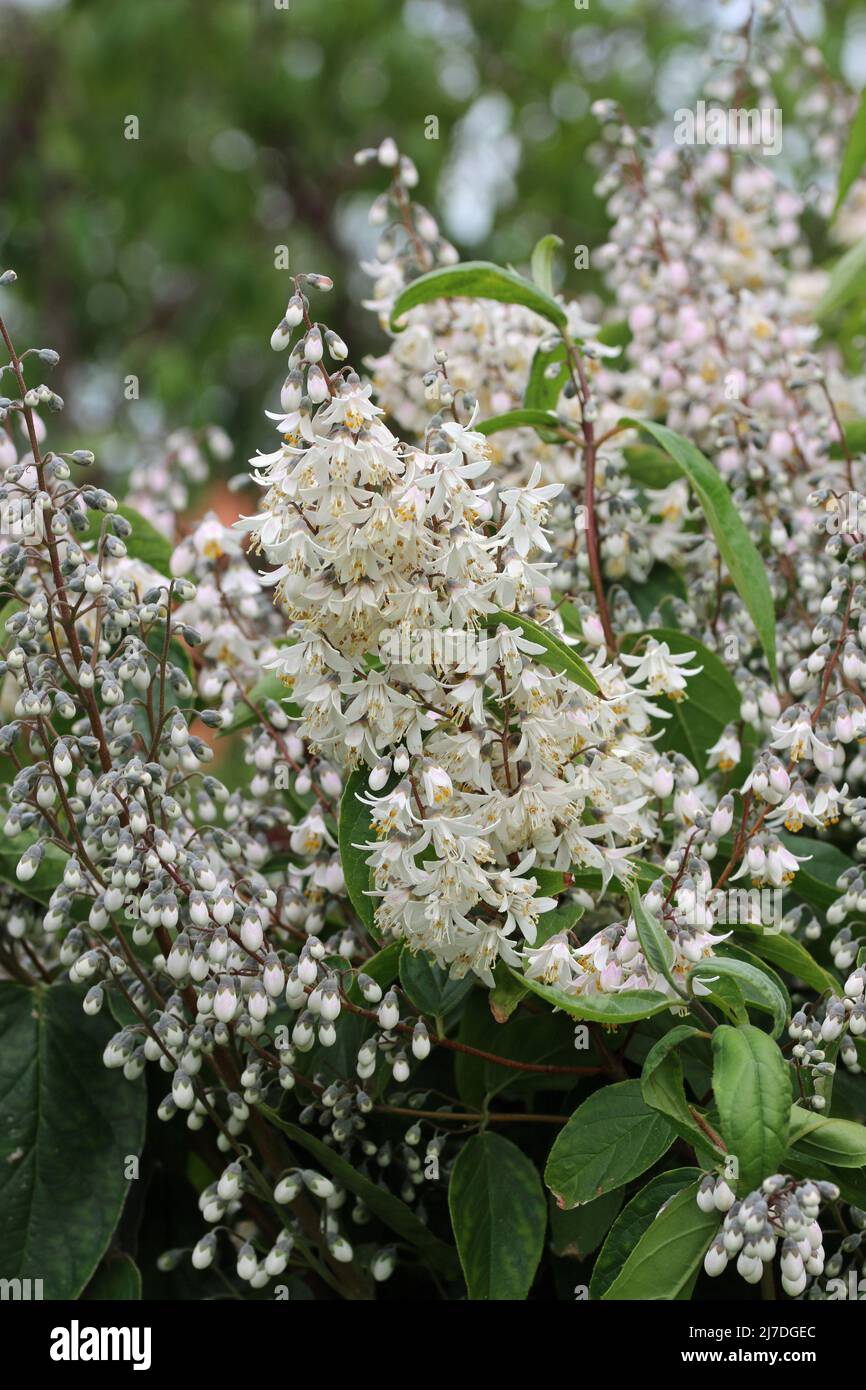 Single flowered, Deutzia scabra, panicles of white flowers with a blurred background of leaves and more panicles. Stock Photo