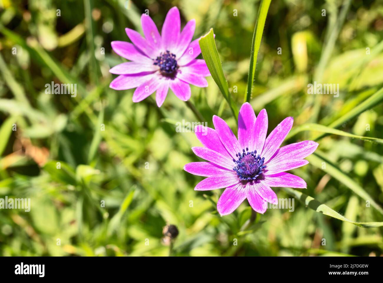 Purple flowers of anemone hortensis , broad leaved anemone ,perennial flowering plant Stock Photo