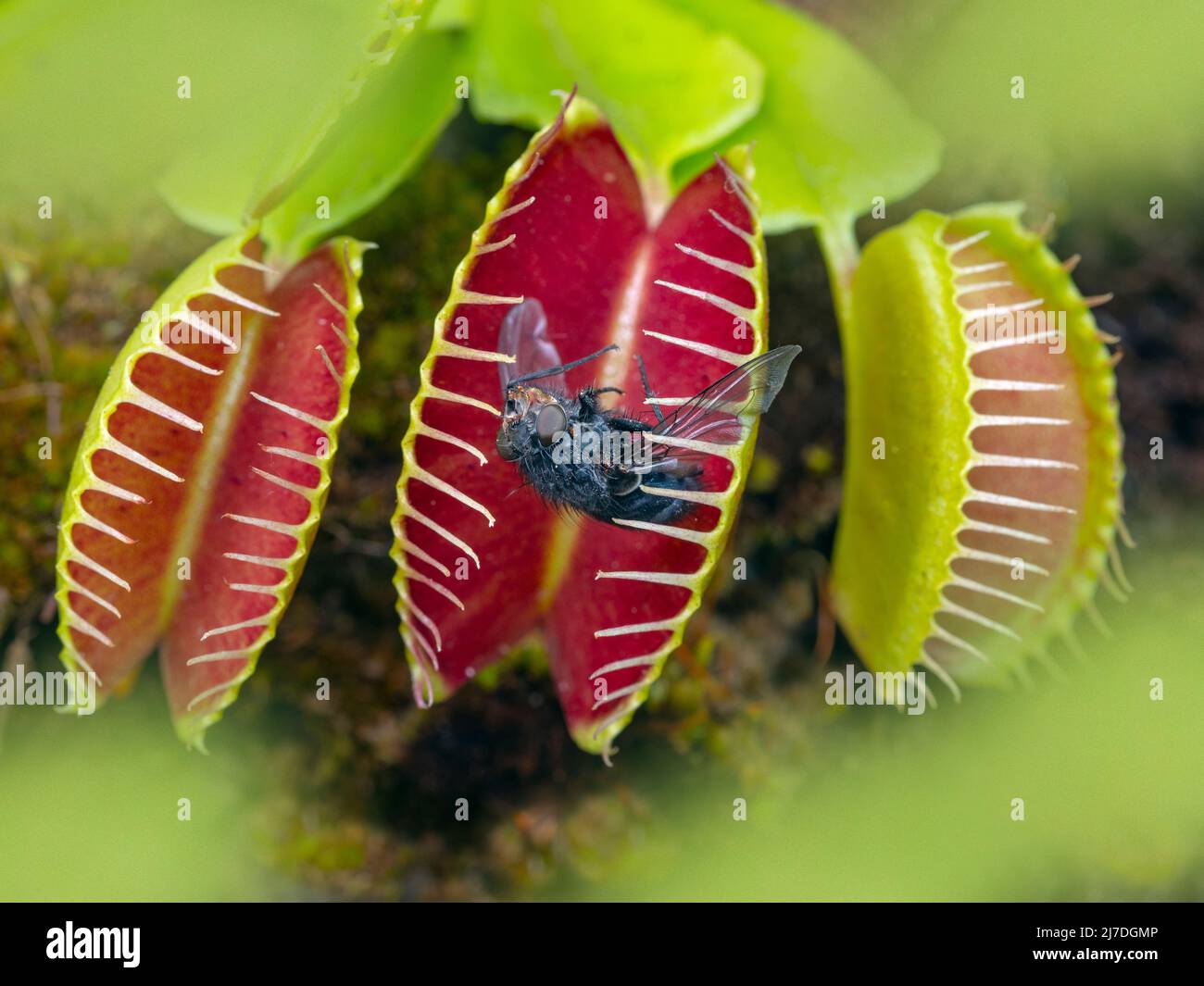 Dionaea muscipula. Venus fly trap Stock Photo