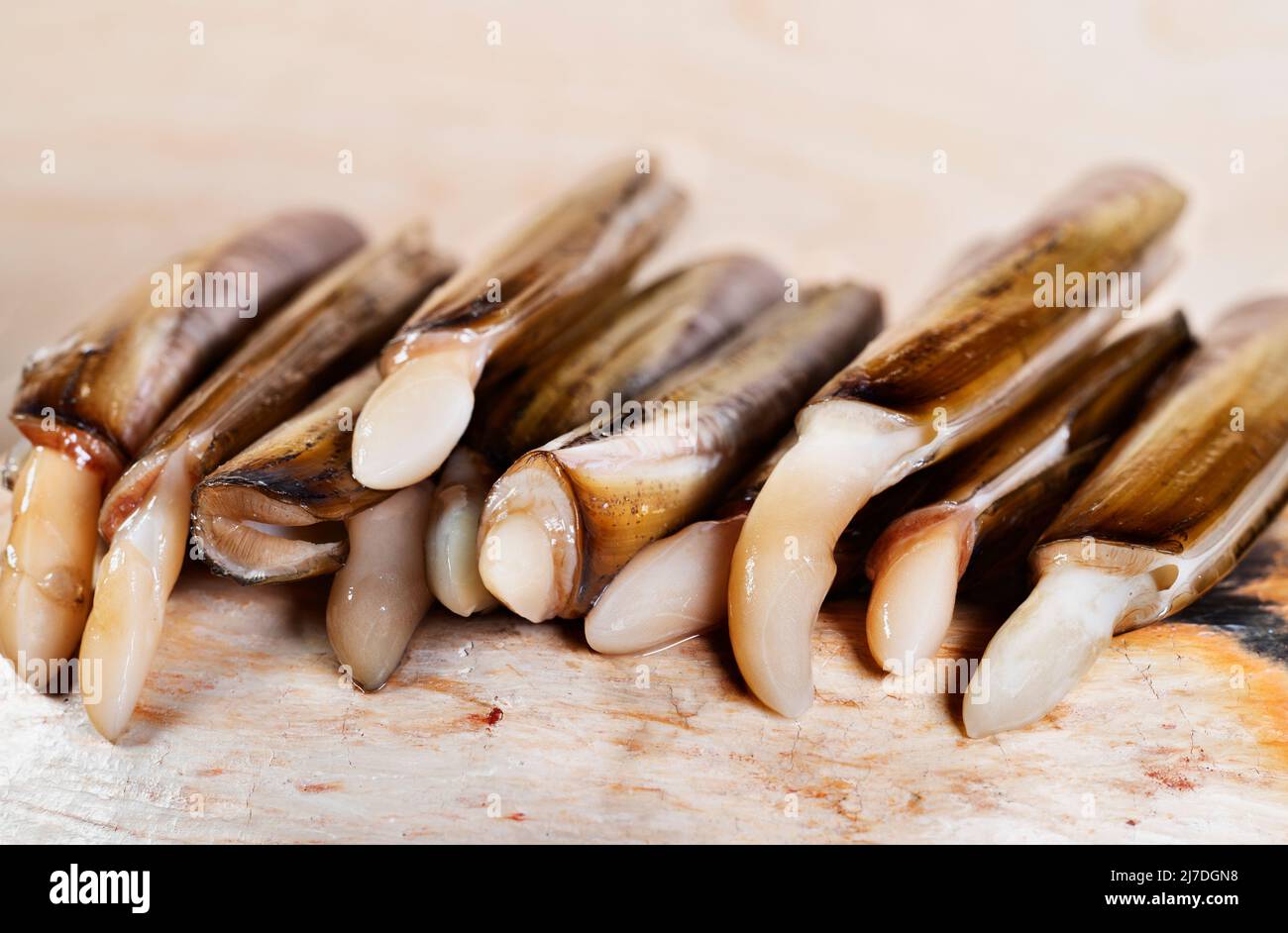 Elongated , rectangular razor shell , bivalve fish , solen marginatus , Stock Photo