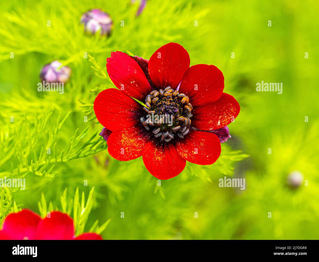 Adonis annua (Adonis annua), autumn fire-rose, autumn fire-herb. Botanical garden kit, Germany, Europe Stock Photo