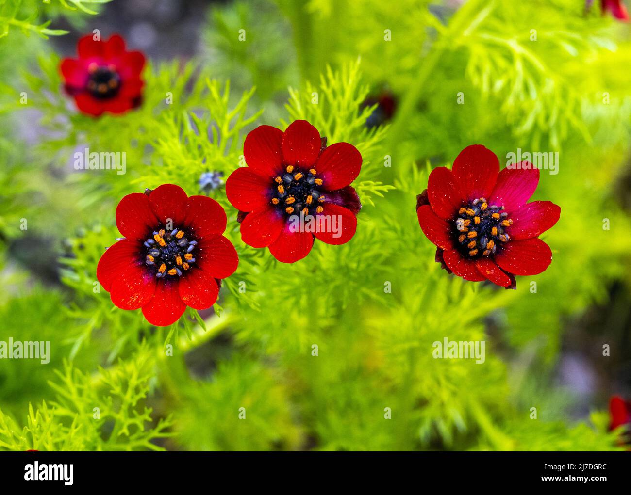 Adonis annua (Adonis annua), autumn fire-rose, autumn fire-herb. Botanical garden kit, Germany, Europe Stock Photo